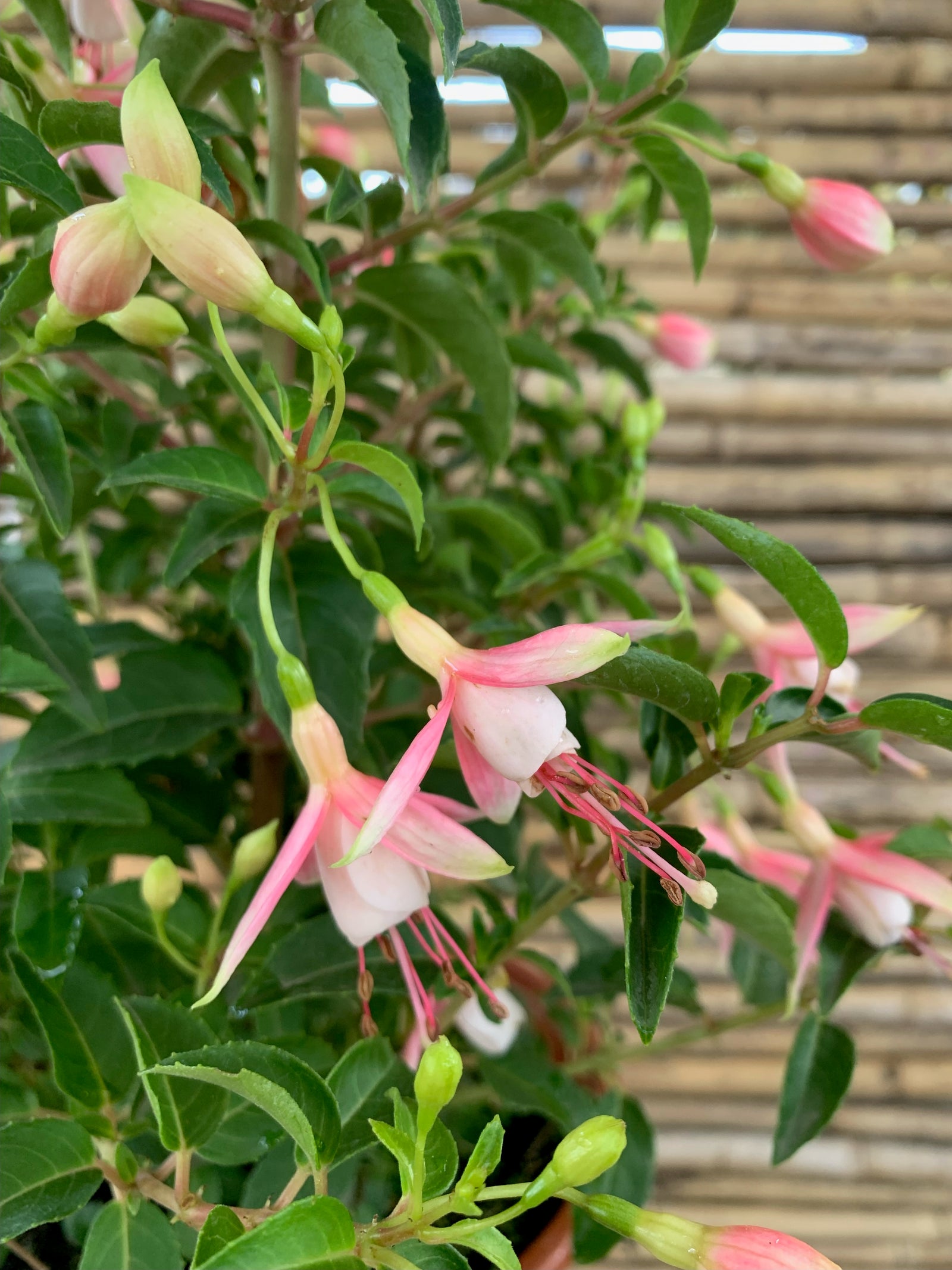 Fucsias (Chilco) - Fuchsia