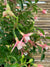 Fucsias (Chilco) - Fuchsia