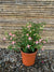 Fucsias (Chilco) - Fuchsia