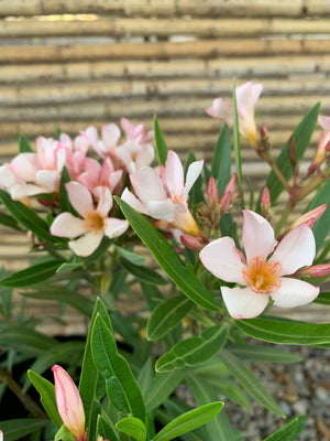 Laurel de Flor Enano - Nerium Oleander var. nana