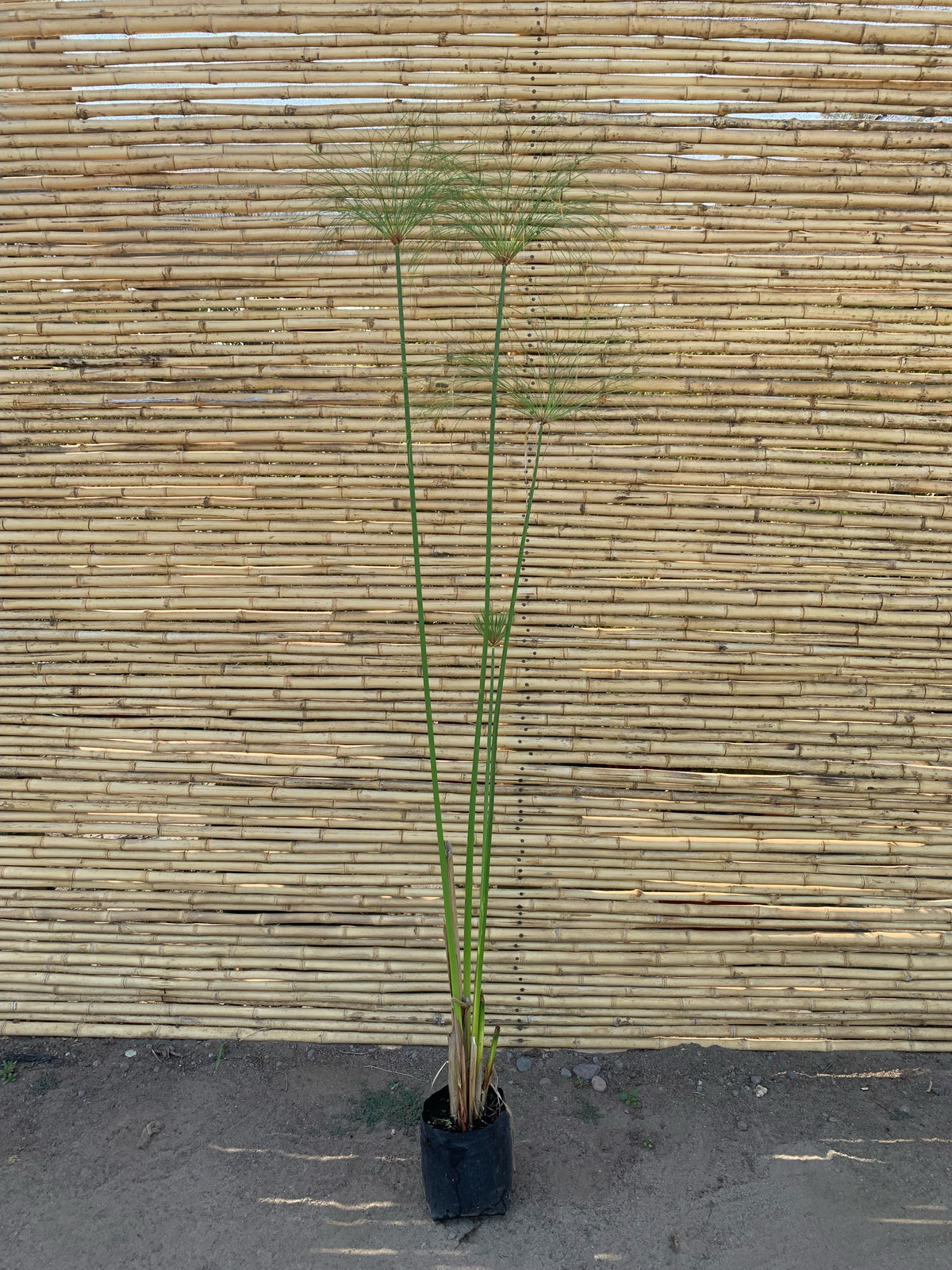 Papiro Egipcio - Cyperus papyrus