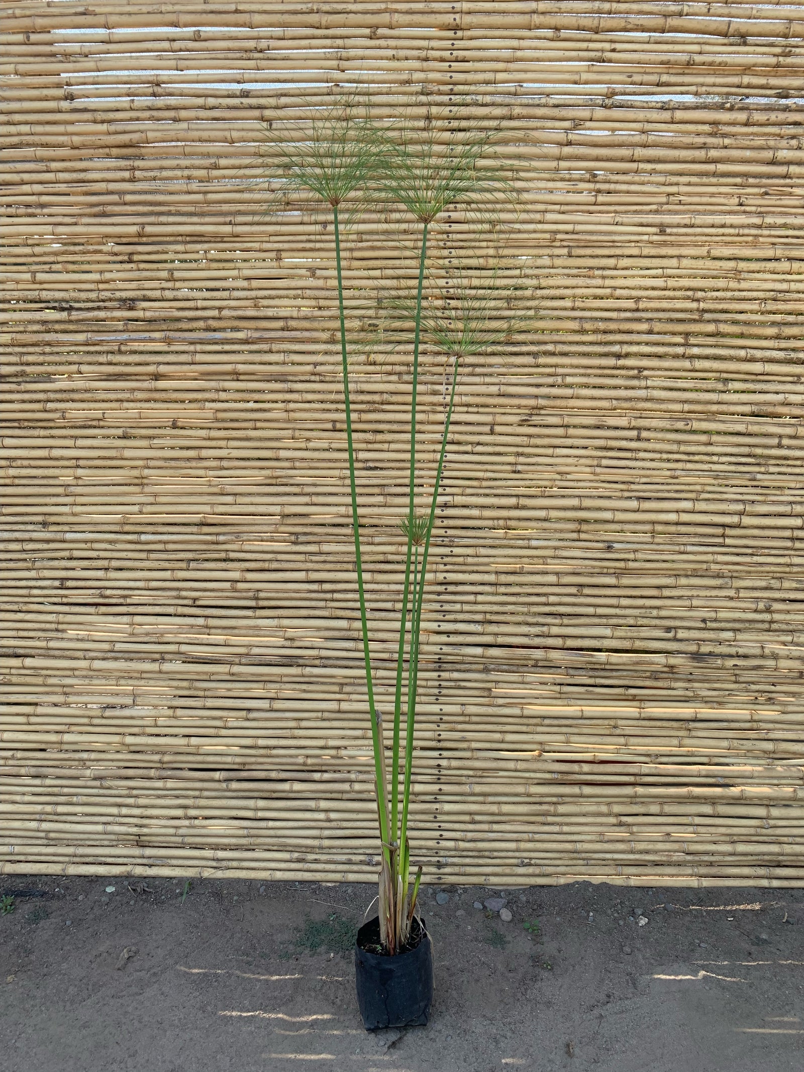 Papiro Egipcio - Cyperus papyrus