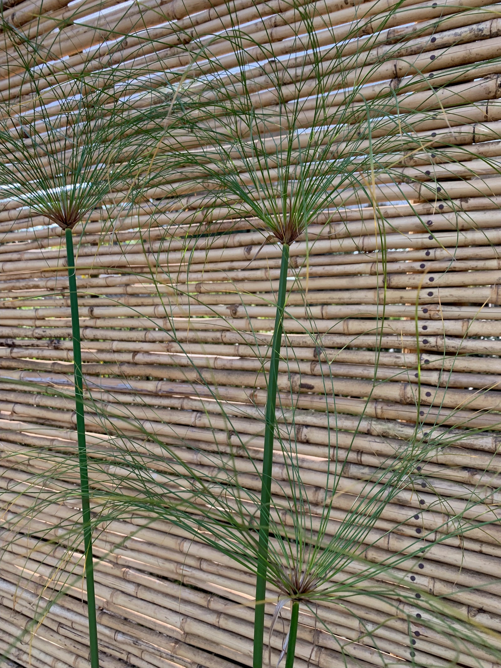 Papiro Egipcio - Cyperus papyrus