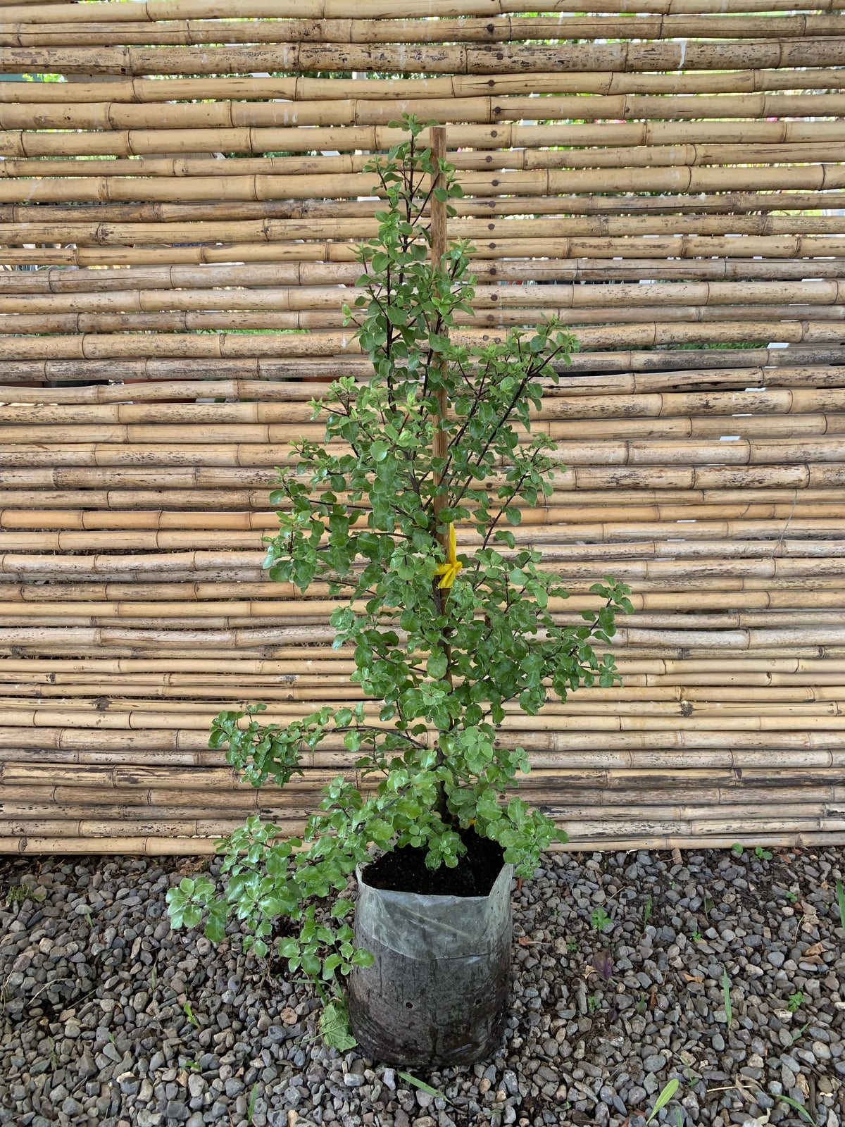 Pitosporo Nigricans - Pittosporum Nigricans (1.0-1.3)