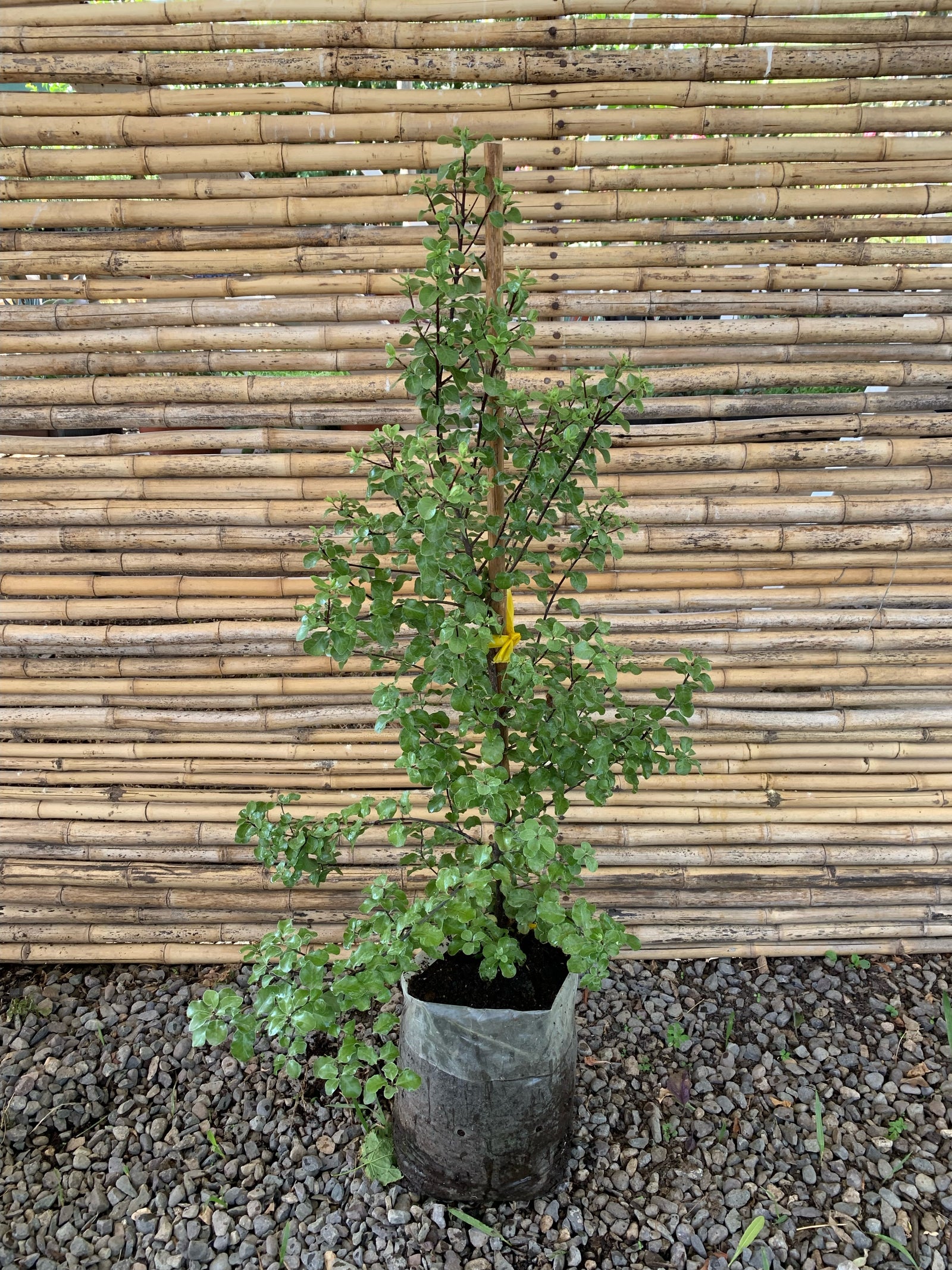 Pitosporo Nigricans - Pittosporum Nigricans (1.0-1.3)