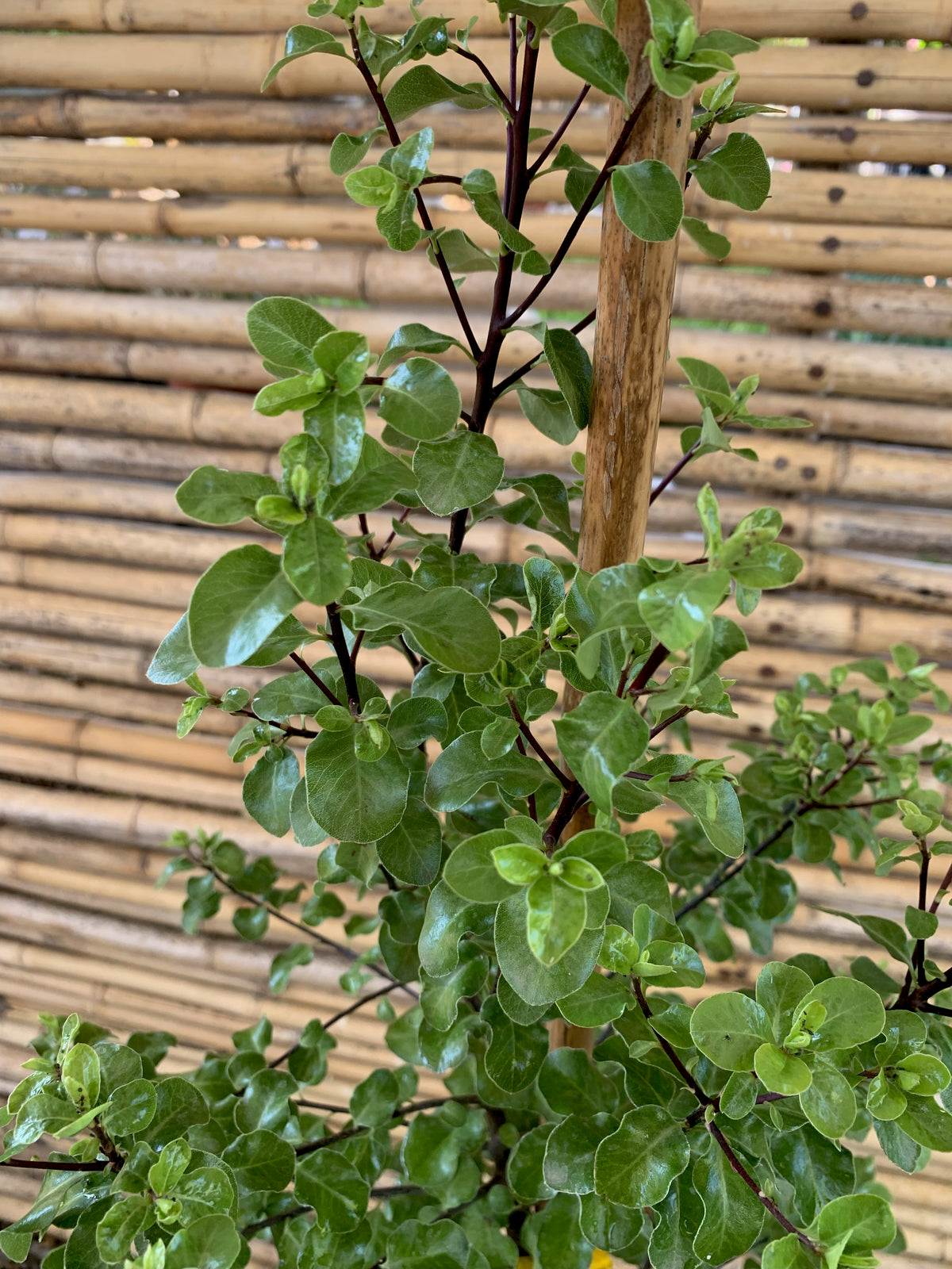 Pitosporo Nigricans - Pittosporum Nigricans (1.0-1.3)