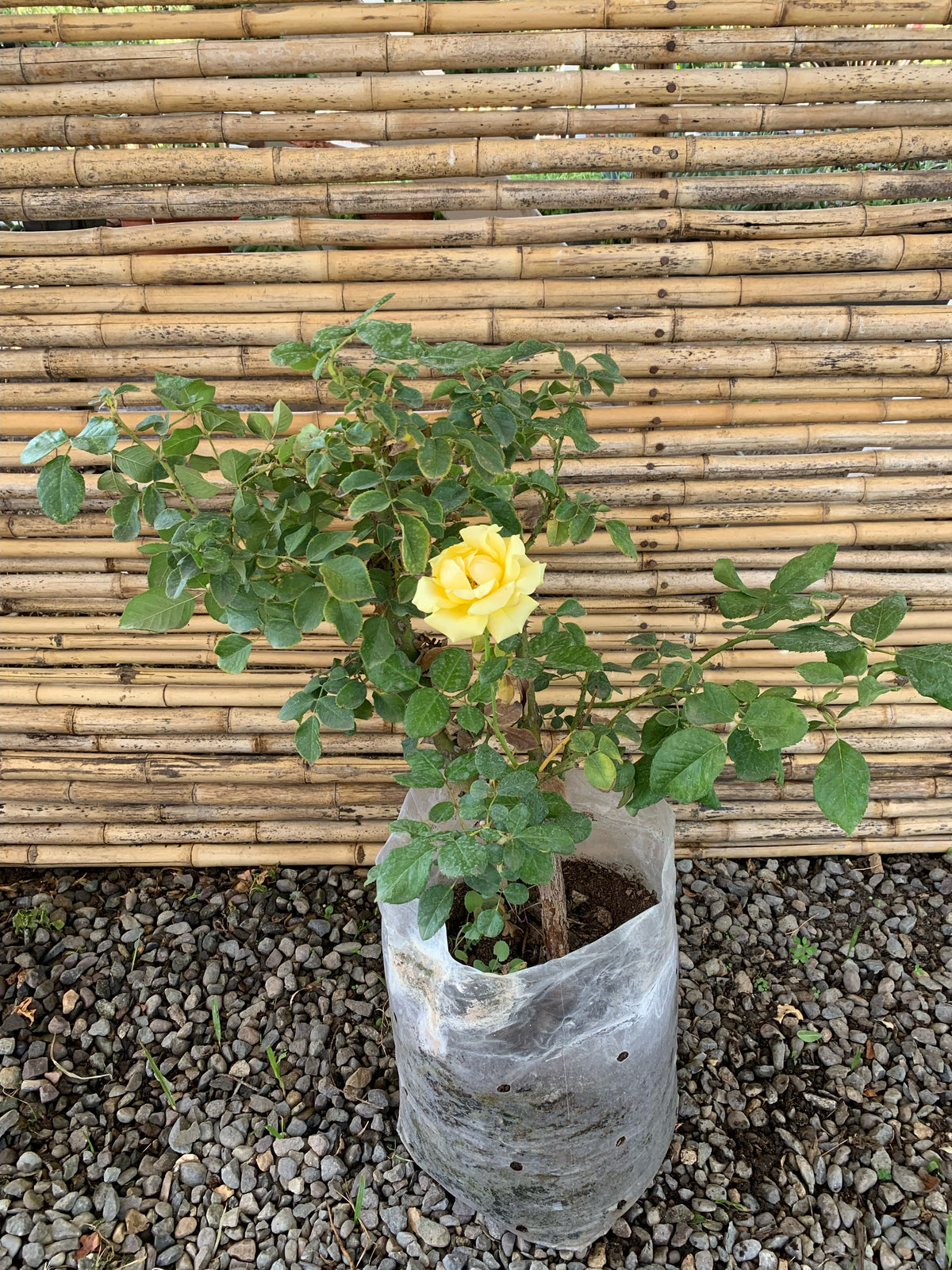 Rosa Freedom Amarilla