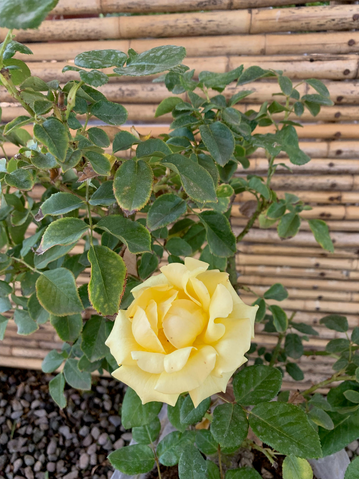 Rosa Freedom Amarilla