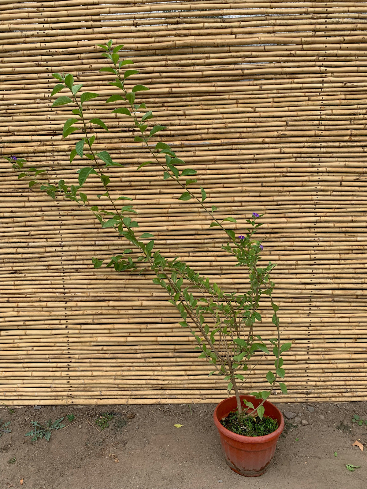 Solanum Rantoneti - Solanum Rantonnetii