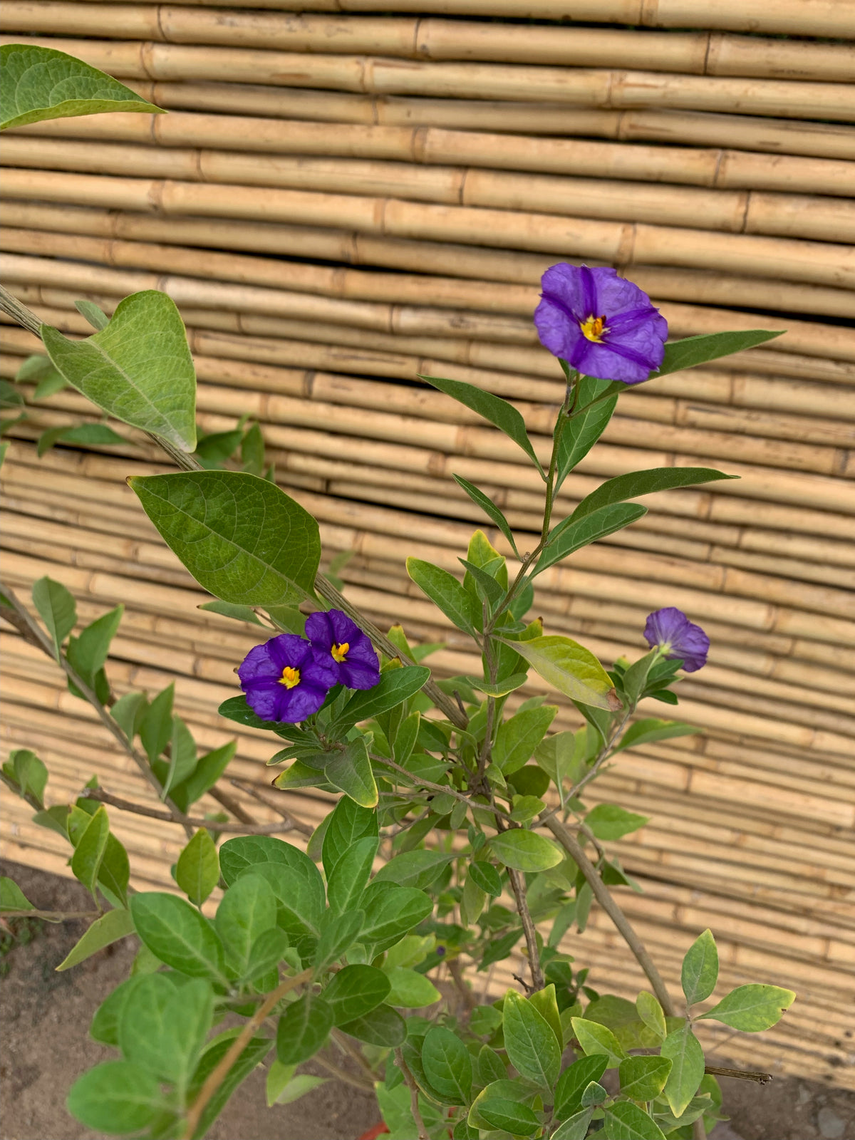 Solanum Rantoneti - Solanum Rantonnetii