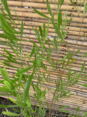Stenocarpus Verde - Dodonaea Viscosa