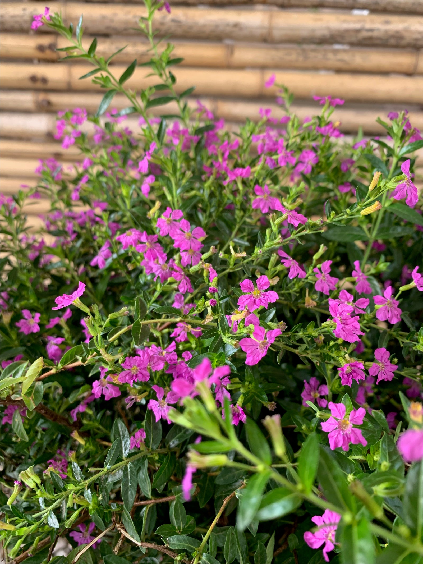 Verónica Colombiana - Cuphea Hyssopifolia  (Rosada)