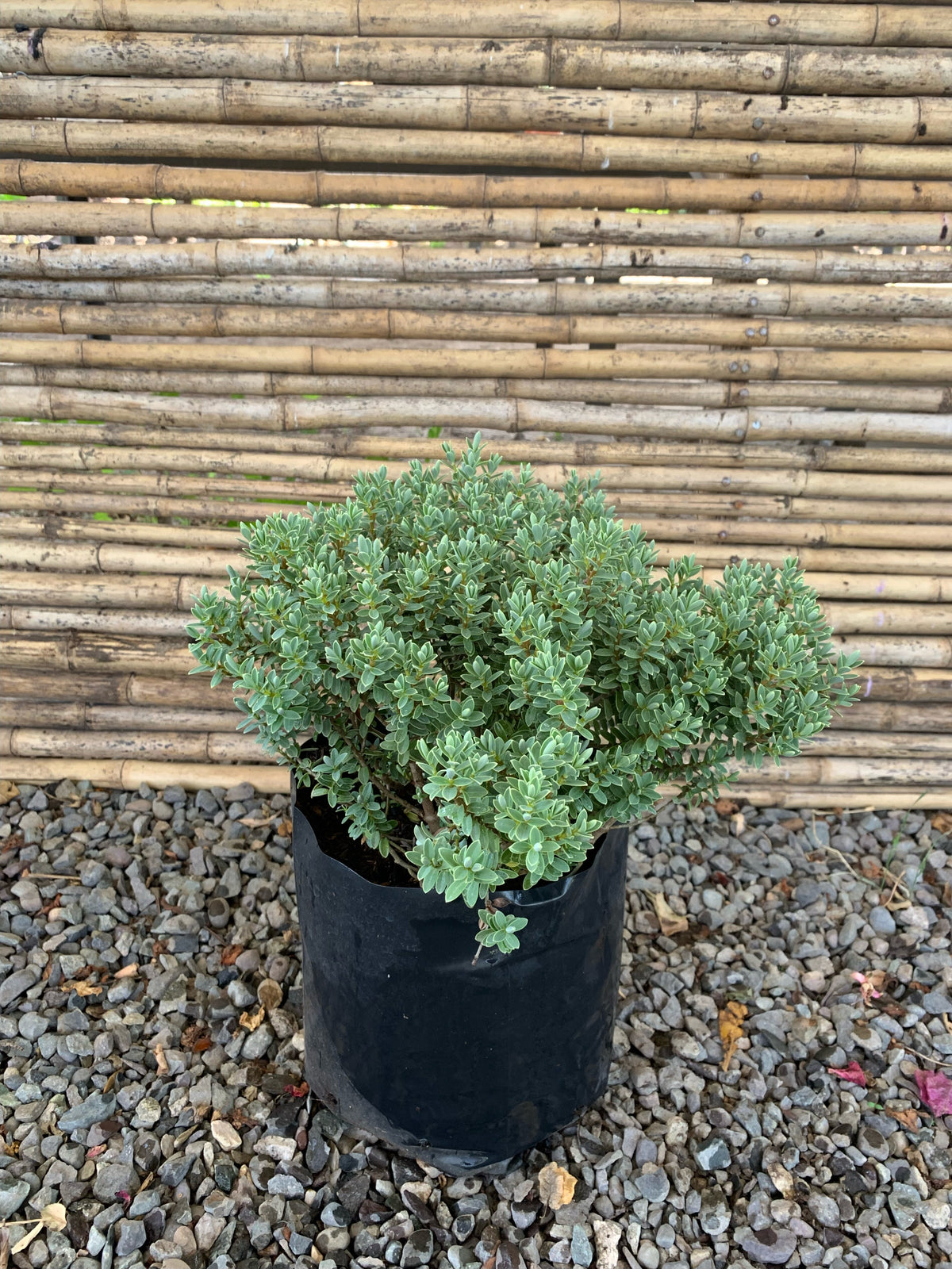 Verónica Gris - Hebe  'Waireka'