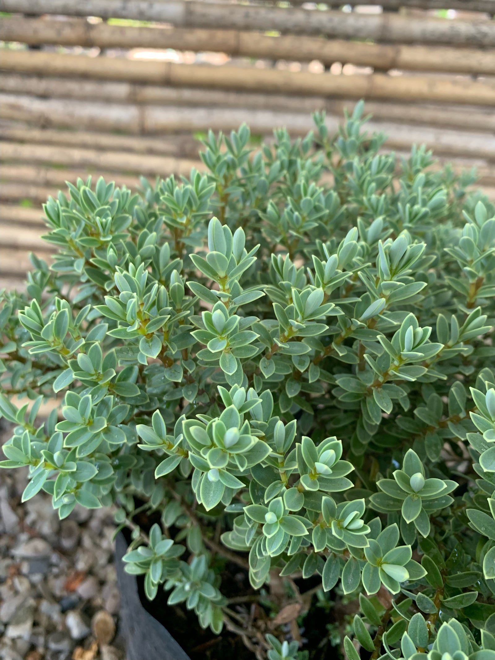 Verónica Gris - Hebe  'Waireka'