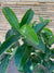 Viburnum Mascantha  (0.9m)
