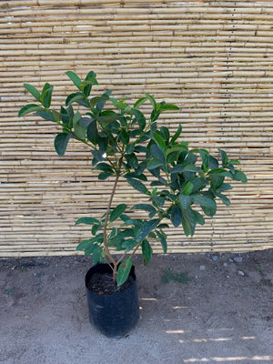 Viburnum Mascantha  (90 cm.)