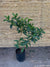 Viburnum Mascantha  (0.9m)