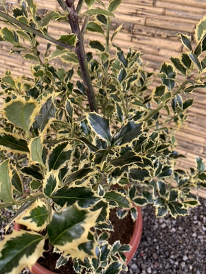 Ilex o Acebo Variegado - Ilex Aquifolium Variegata