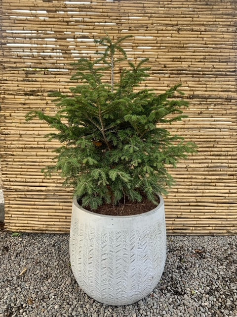 Arreglo Maceta - Abeto Navideño