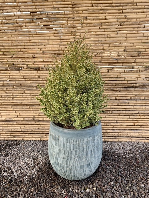 Arreglo Maceta - Boj Variegado