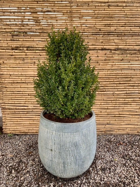 Arreglo Maceta - Boj Verde - Rustic