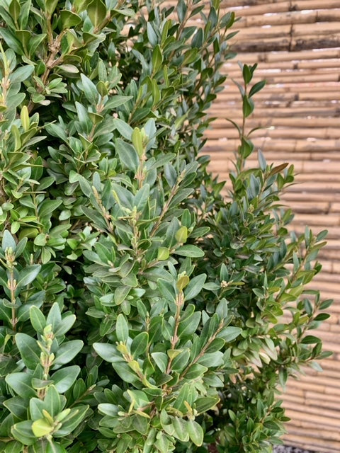 Arreglo Maceta - Boj Verde - Rustic