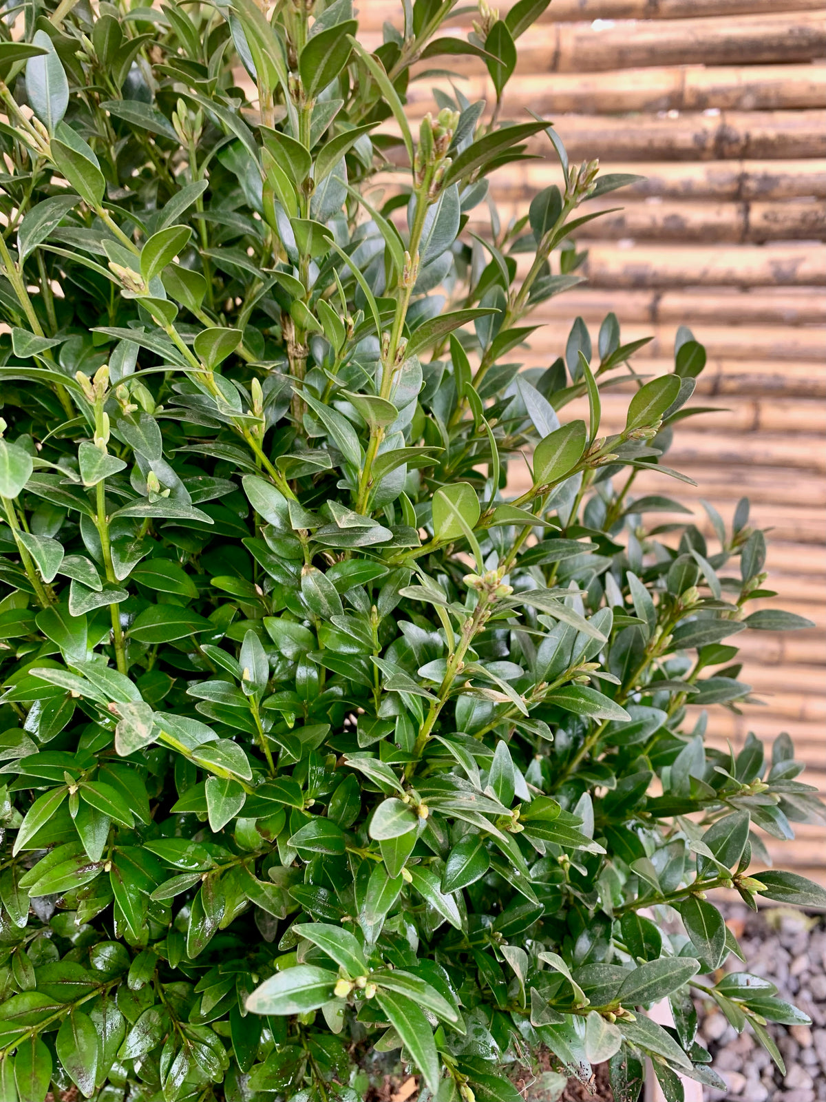 Arreglo Maceta - Boj Verde - Bechamel