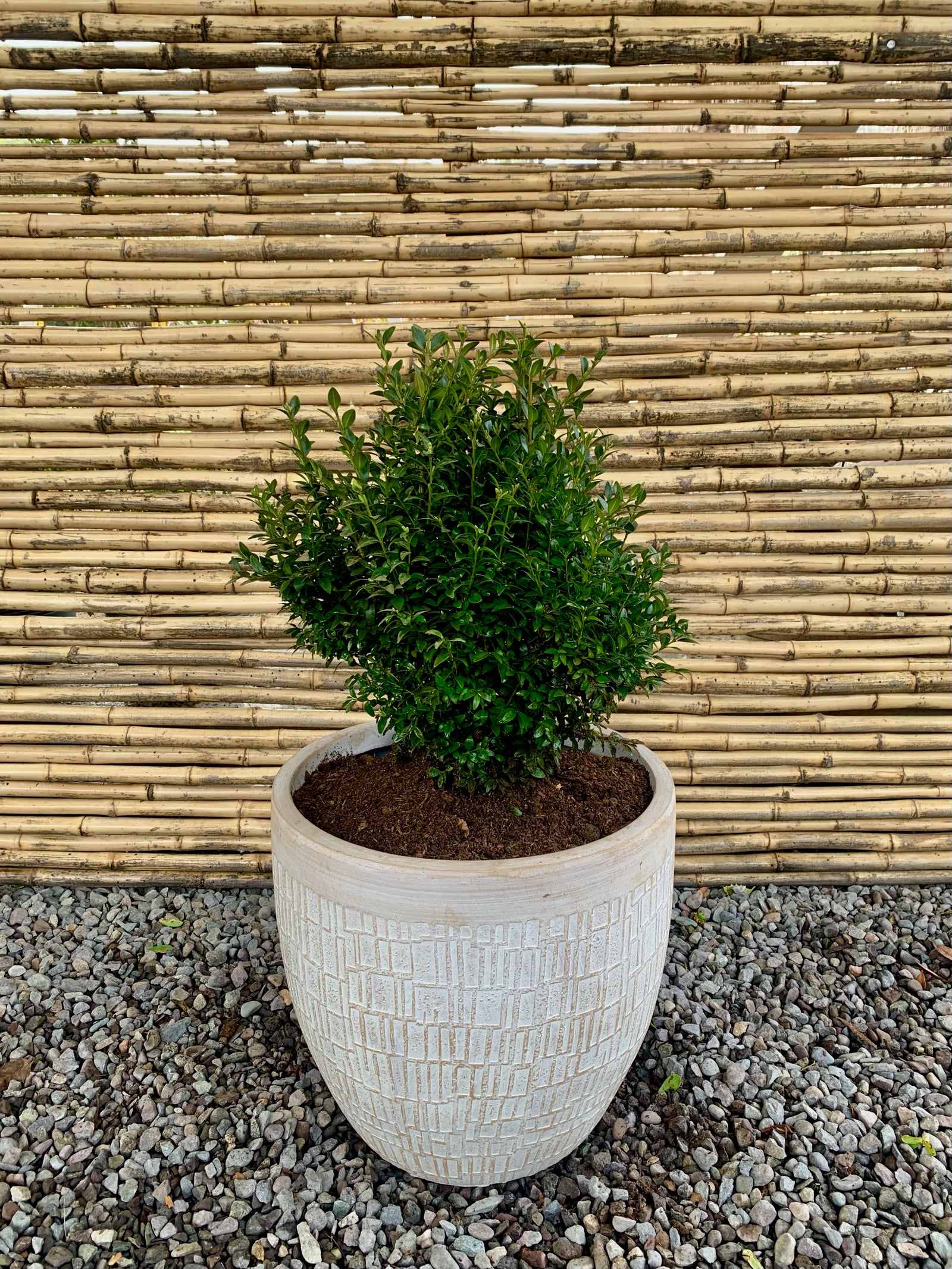 Arreglo Maceta - Boj Verde - Bechamel