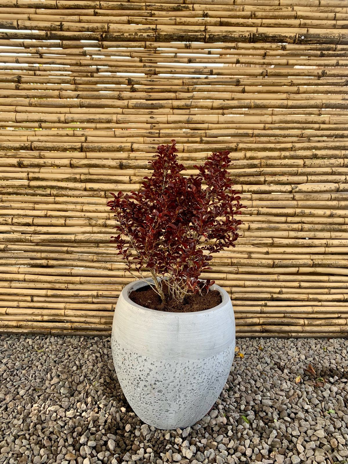 Arreglo Maceta - Coprosma Chocolate