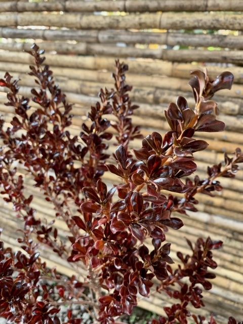 Arreglo Maceta - Coprosma Chocolate