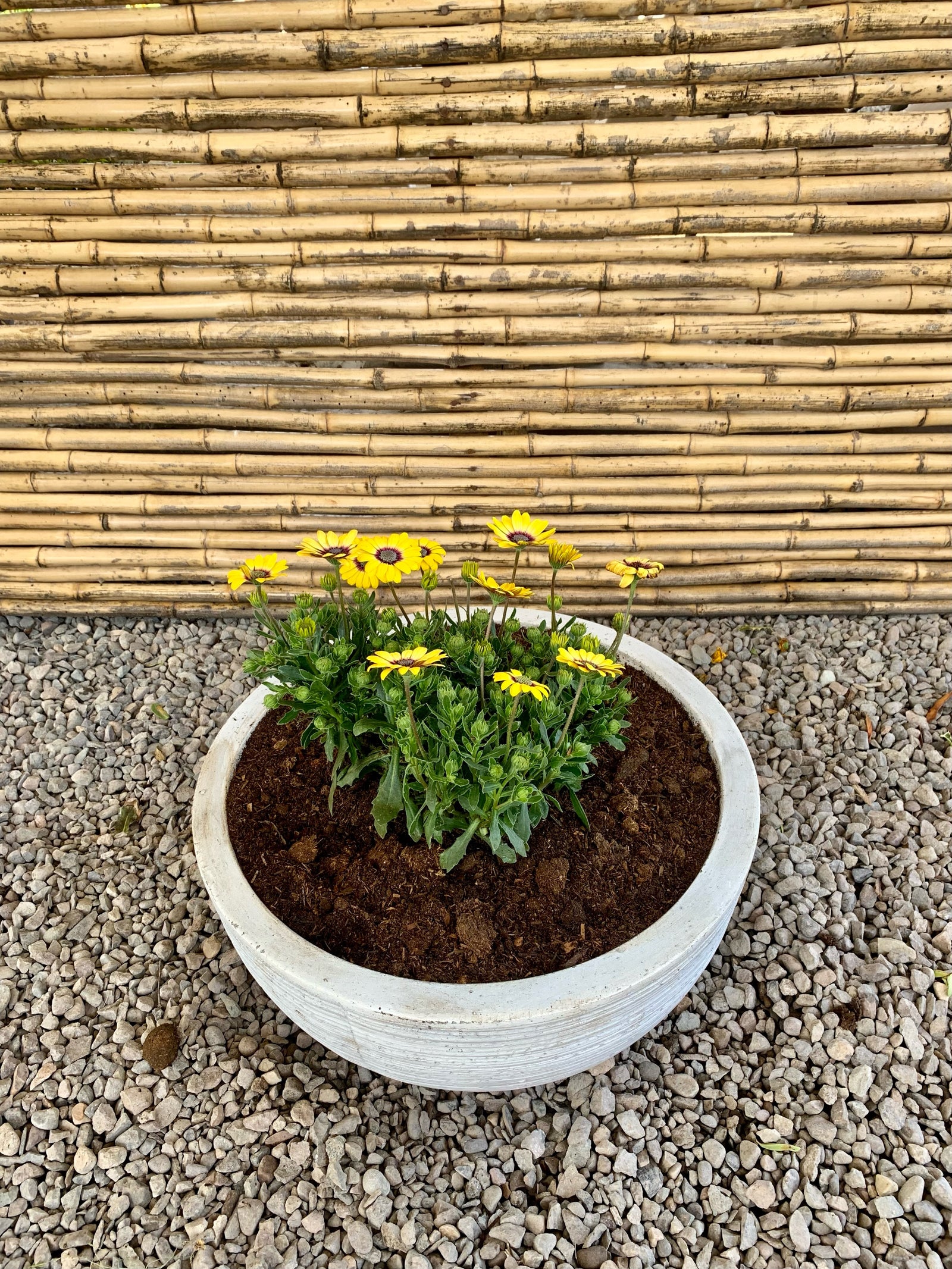 Arreglo Maceta - Dimorfoteca