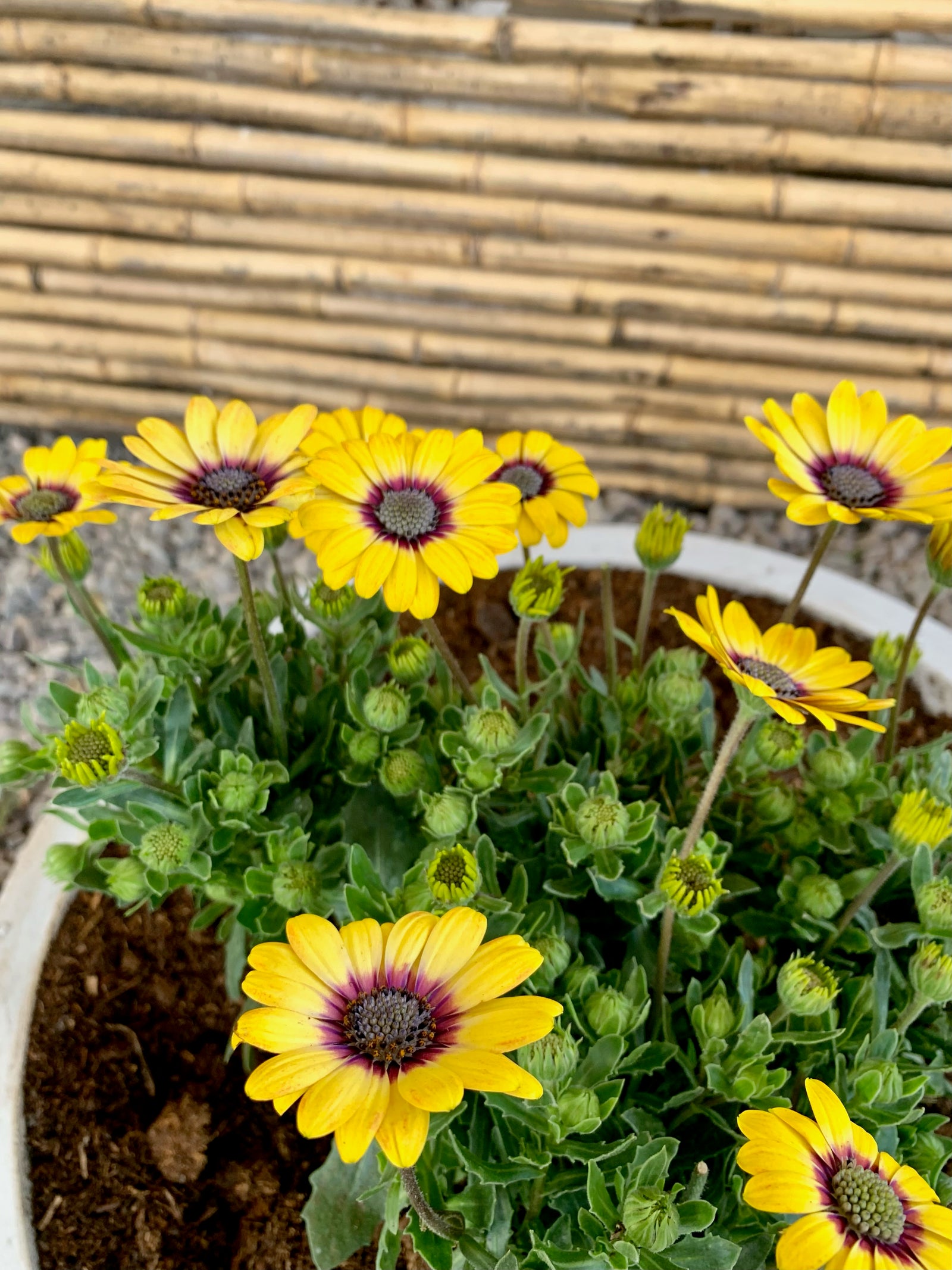 Arreglo Maceta - Dimorfoteca