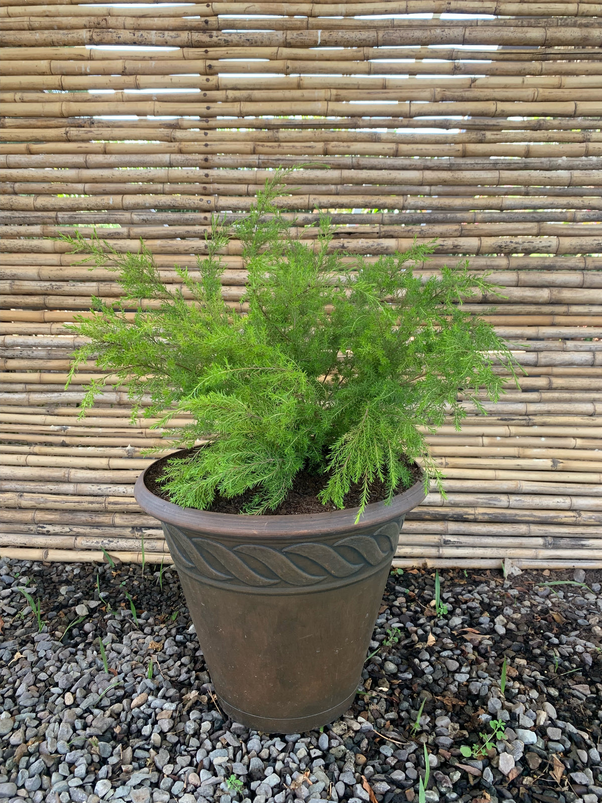 Arreglo Maceta - Diosma