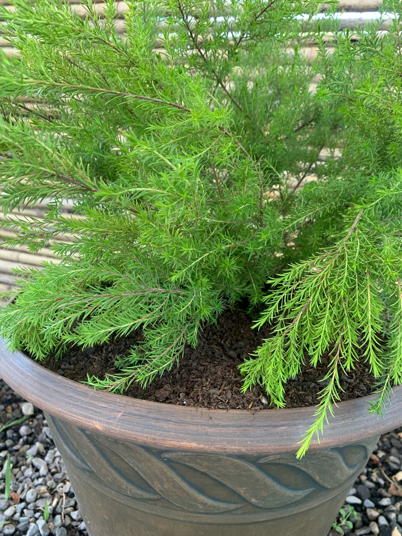 Arreglo Maceta - Diosma