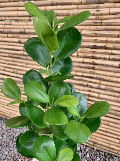 Arreglo Maceta - Ficus Moclame