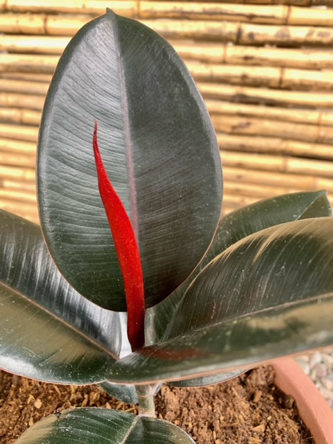 Arreglo Maceta - Gomero Rojo