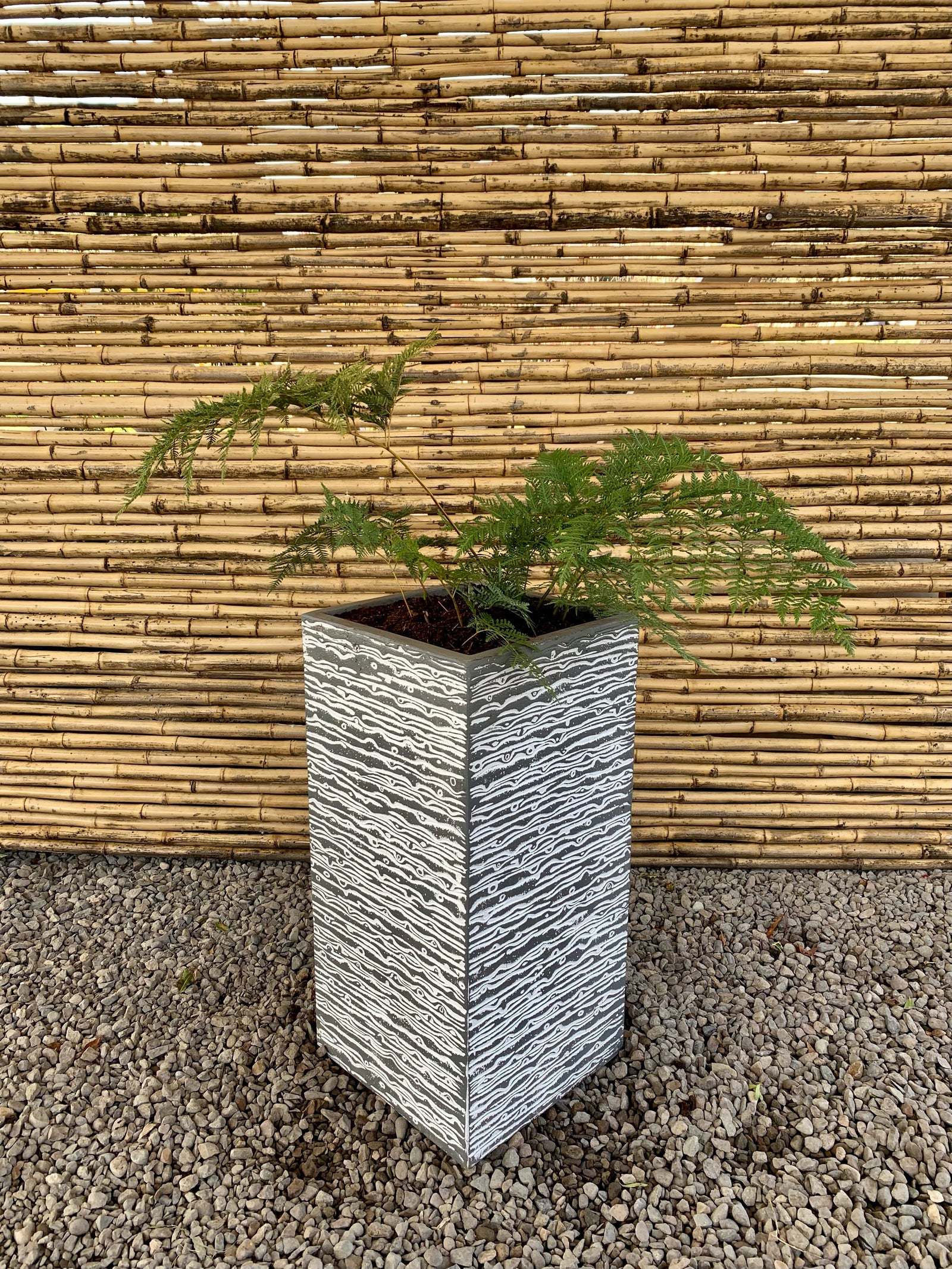 Arreglo Maceta - Helecho Paragua