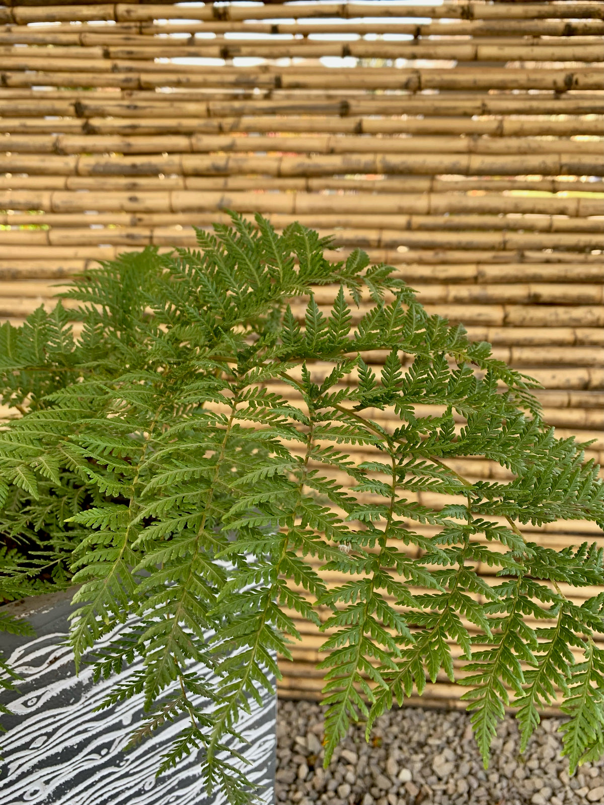 Arreglo Maceta - Helecho Paragua