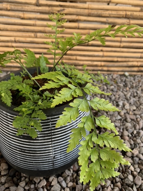 Arreglo Maceta - Helecho Perejil