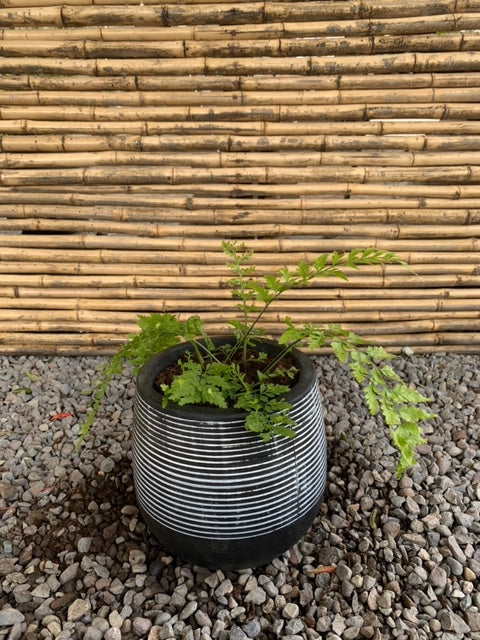 Arreglo Maceta - Helecho Perejil