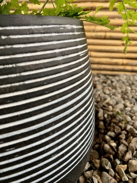 Arreglo Maceta - Helecho Perejil