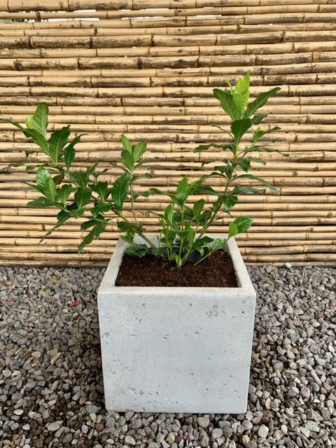 Arreglo Maceta - Jazmín del Cabo