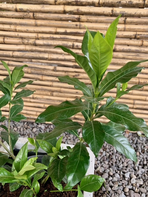 Arreglo Maceta - Jazmín del Cabo