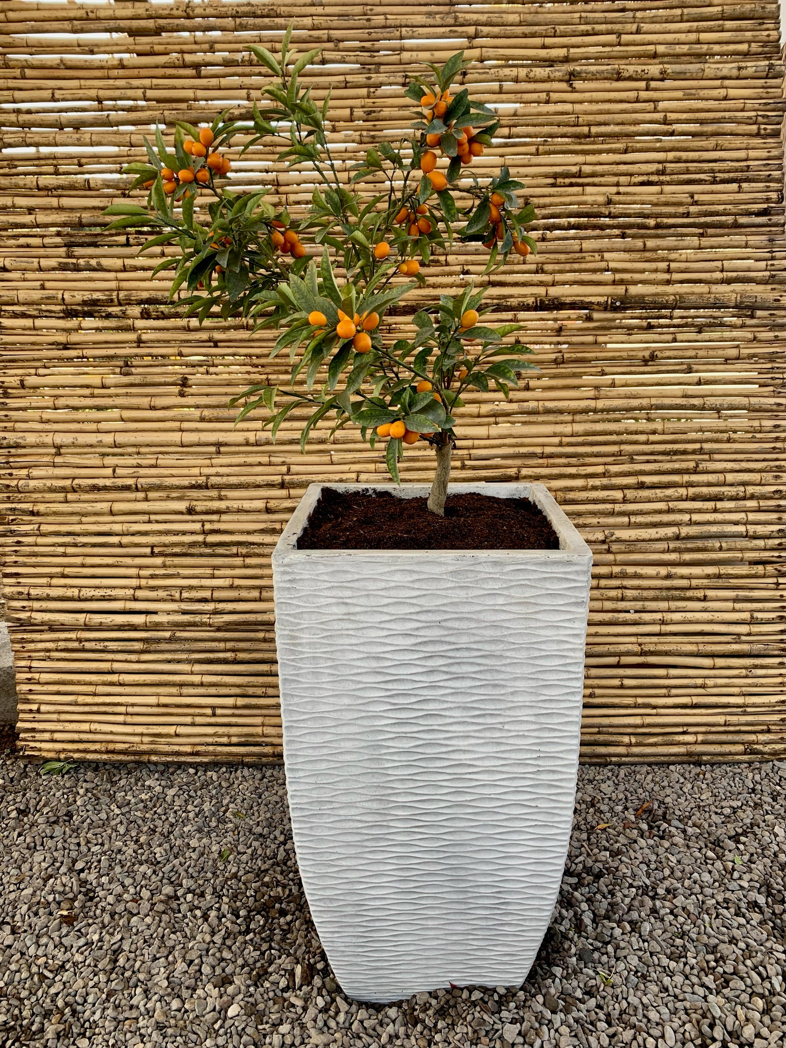 Arreglo Maceta - Kumquat