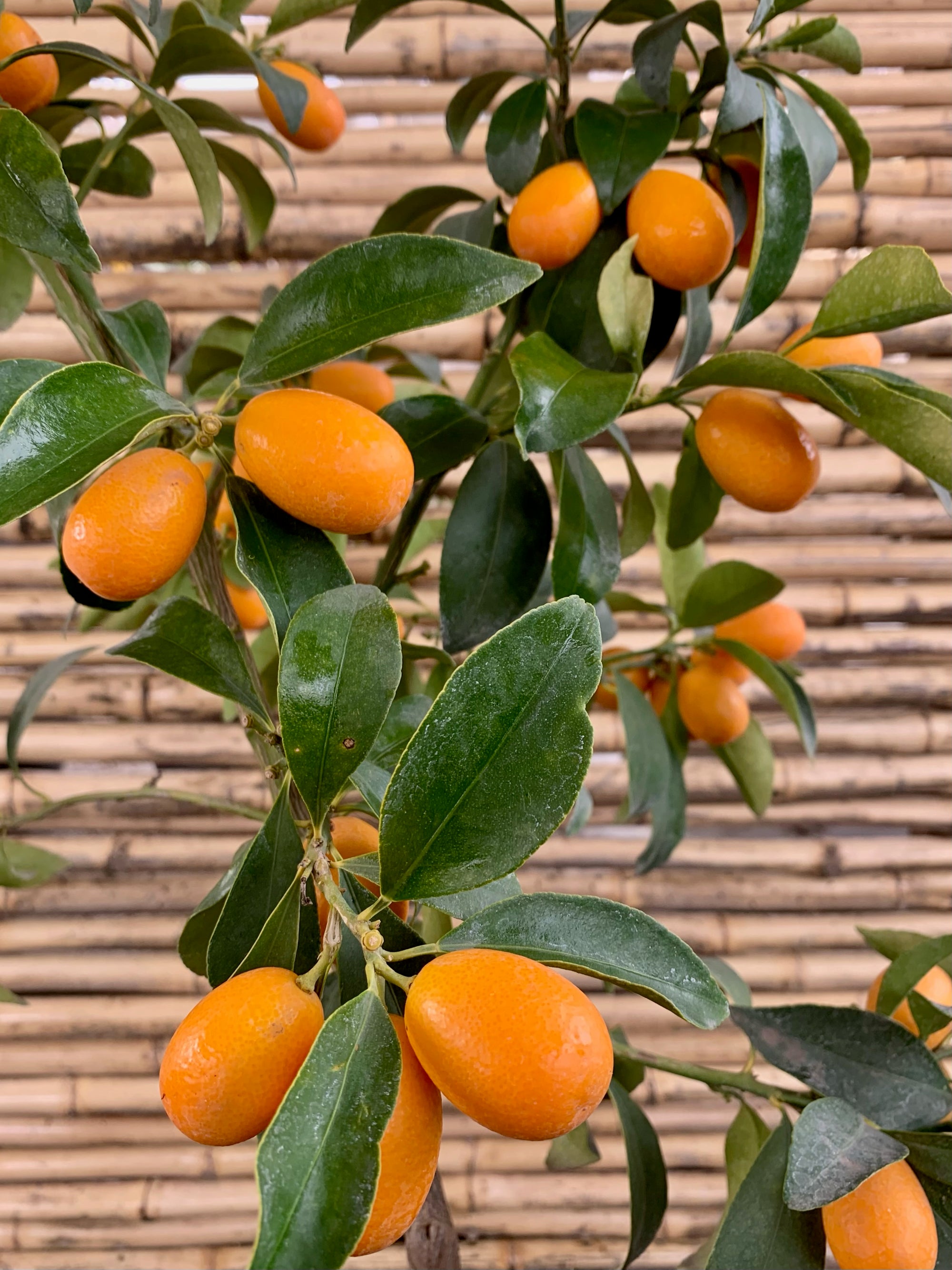 Arreglo Maceta - Kumquat