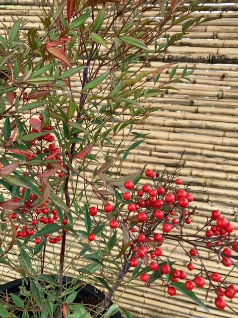 Arreglo Maceta - Nandina