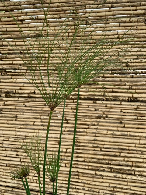 Arreglo Maceta - Papiro Egipcio