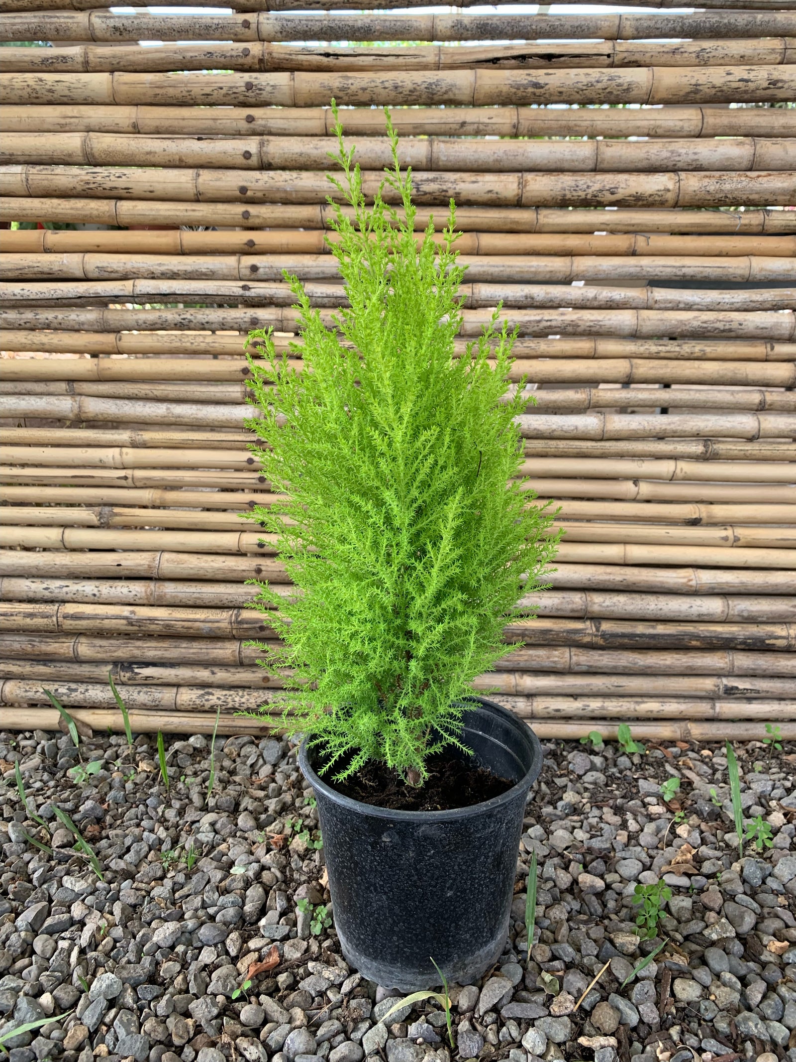 Ciprés Amarillo - Cedro Limón (ciprés aromático o ciprés limón) - Pino Aromático (0.3m)