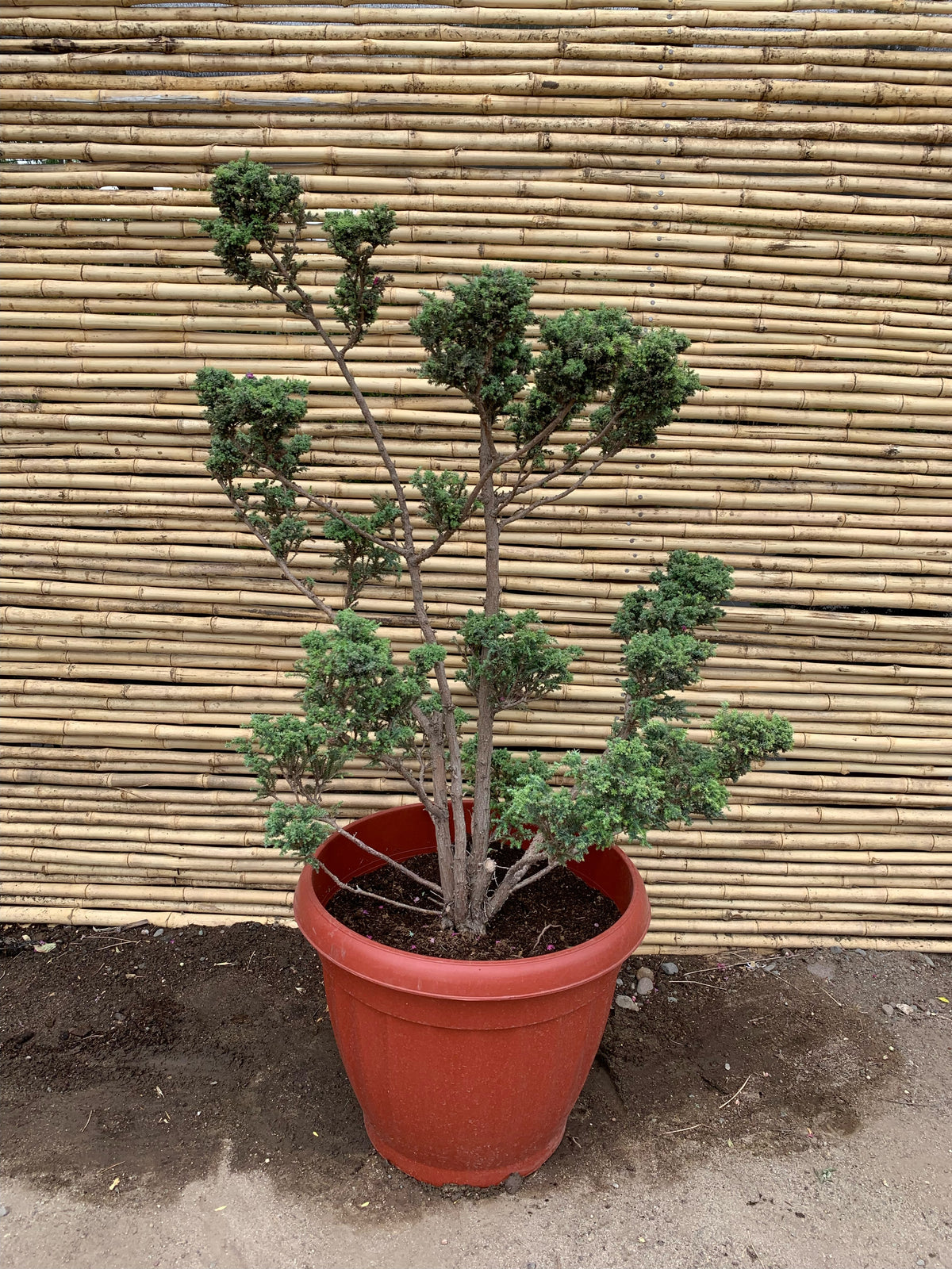 Cipres de Sawara Boulevard - Chamaecyparis pisifera " boulevard "