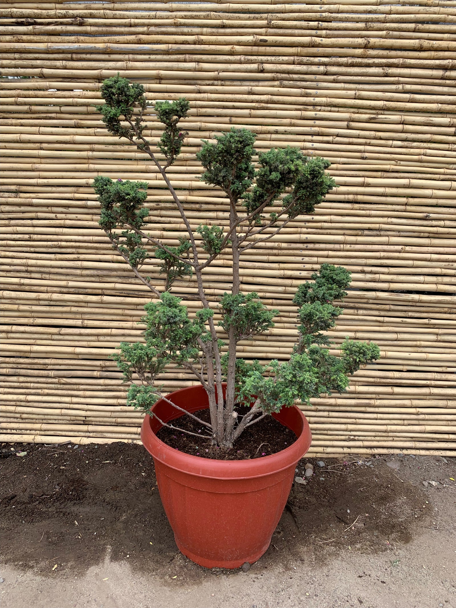 Cipres de Sawara Boulevard - Chamaecyparis pisifera " boulevard "